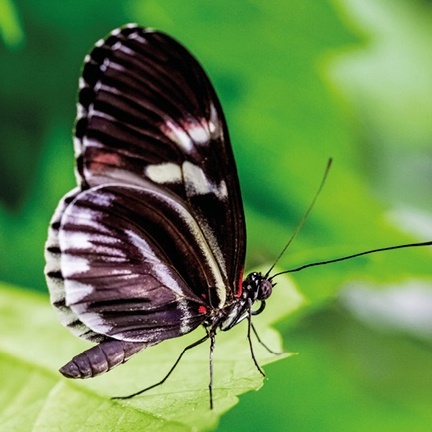 Dunkler Schmetterling sitzt auf einem Blatt.