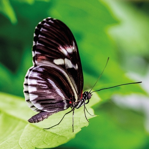 Dunkler Schmetterling sitzt auf einem Blatt.