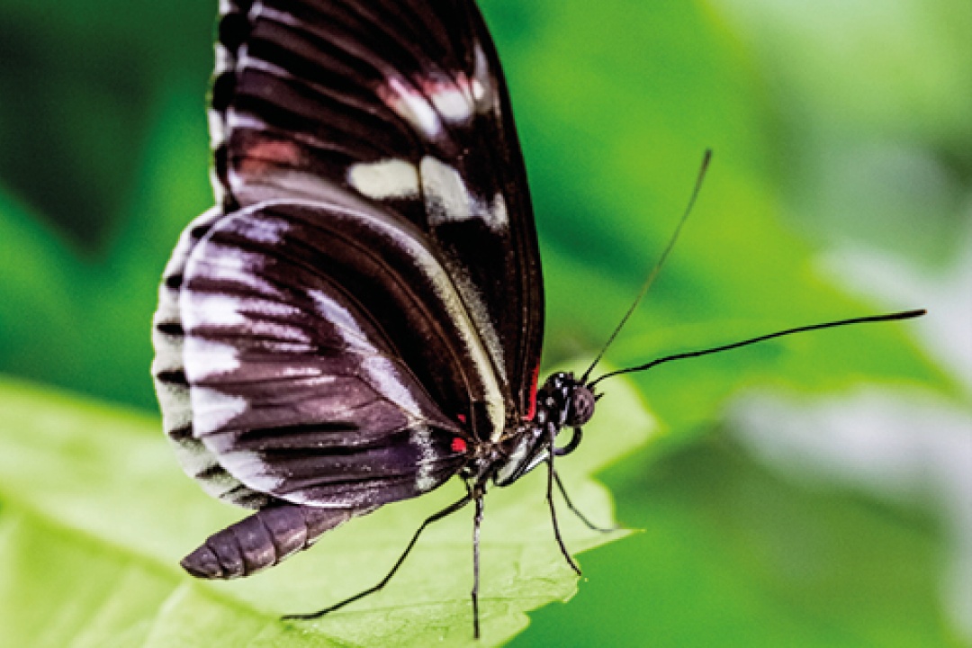 Bild für Eintritt Schmetterlingshaus